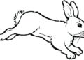 Bunny Coloring Pages Jump
