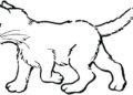 Cat Coloring Pages Image For Kids