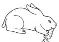 Easy Bunny Coloring Pages Eating Carrot