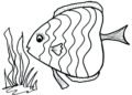 Fish Coloring Pages Image For Kids