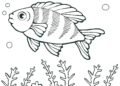 Fish Coloring Pages Pictures