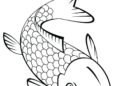 Fish Coloring Pages of Koi Fish