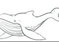 Fish Coloring Pages of The Whale