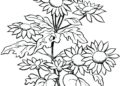 Flower Coloring Pages Ideas