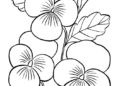 Flower Coloring Pages Picture