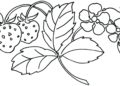 Flower Coloring Pages with Fruit