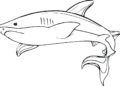 Free Shark Coloring Pages Printable Images