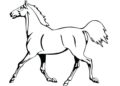 Horse Coloring Pages Printable Images