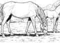 Horse Coloring Pages in The Cage