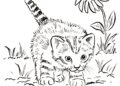 Realistic Kitten Coloring Pages