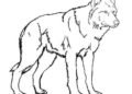 Realistic Wolf Coloring Pages For Kids