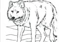 Realistic Wolf Coloring Pages Pictures