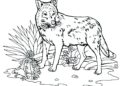 Realistic Wolf Coloring Pages Pictures For Kids