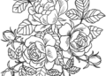 Rose Flower Coloring Pages Images