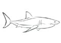 Shark Coloring Pages 2019