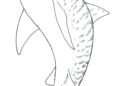 Shark Coloring Pages Free Images