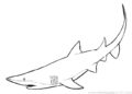Shark Coloring Pages Image 2019