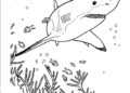Shark Coloring Pages Images