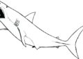 Shark Coloring Pages Picture