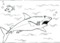 Shark Coloring Pages Pictures For Kids