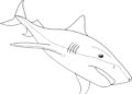 Shark Coloring Pages of Tiger Shark