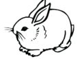 Small Bunny Coloring Pages