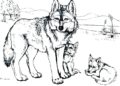 Wolf Coloring Pages Drawing