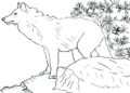 Wolf Coloring Pages Drawing For Kids