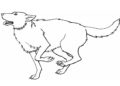 Wolf Coloring Pages Image For Children