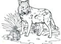Wolf Coloring Pages Image For Kid
