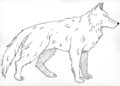 Wolf Coloring Pages Images Printable