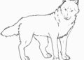 Wolf Coloring Pages Pictures