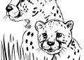 Cheetah Coloring Pages 2020