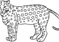 Cheetah Coloring Pages For Beginner
