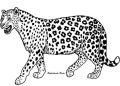 Cheetah Coloring Pages For Children