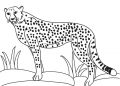 Cheetah Coloring Pages For Kid