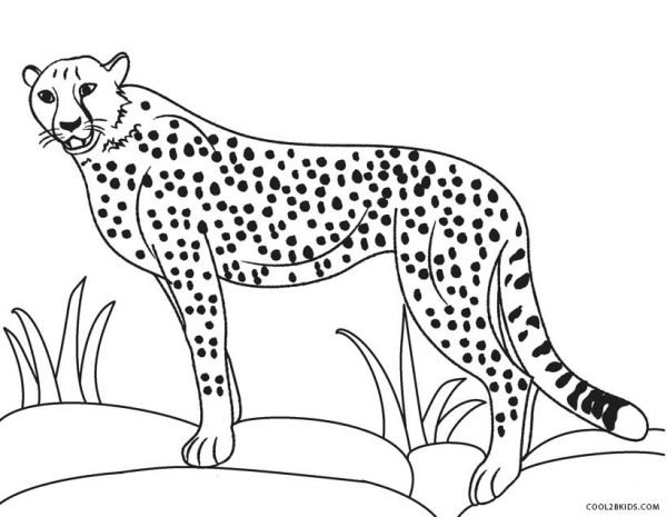 15 Cheetah Coloring Pages For Kids - Visual Arts Ideas