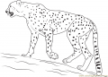 Cheetah Coloring Pages For Kid Pictures