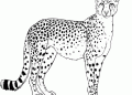 Cheetah Coloring Pages For Kindergarten