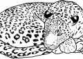 Cheetah Coloring Pages Image