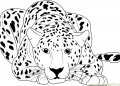 Cheetah Coloring Pages Images