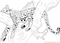 Cheetah Coloring Pages Inspiration