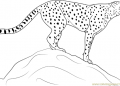 Cheetah Coloring Pages Picture