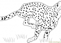 Cheetah Coloring Pages Running