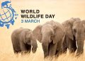 World Wildlife Day Image