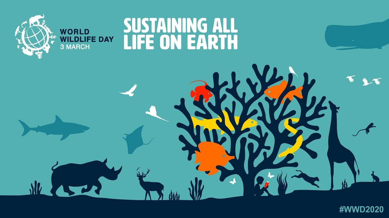 World Wildlife Day, Awareness of The Importance of Conservation of Wild