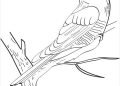 Beautiful Bird Coloring Page on Branch