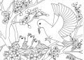 Bird Coloring Page