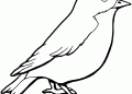 Bird Coloring Page Images