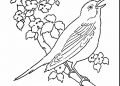 Bird Coloring Page Pictures